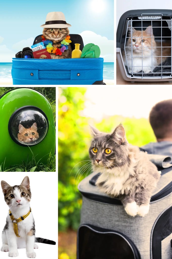 pet visas. immigrating with my cat. travel with my cat. traveling with my cat. airplane rules for cats. airplane rules for pets.