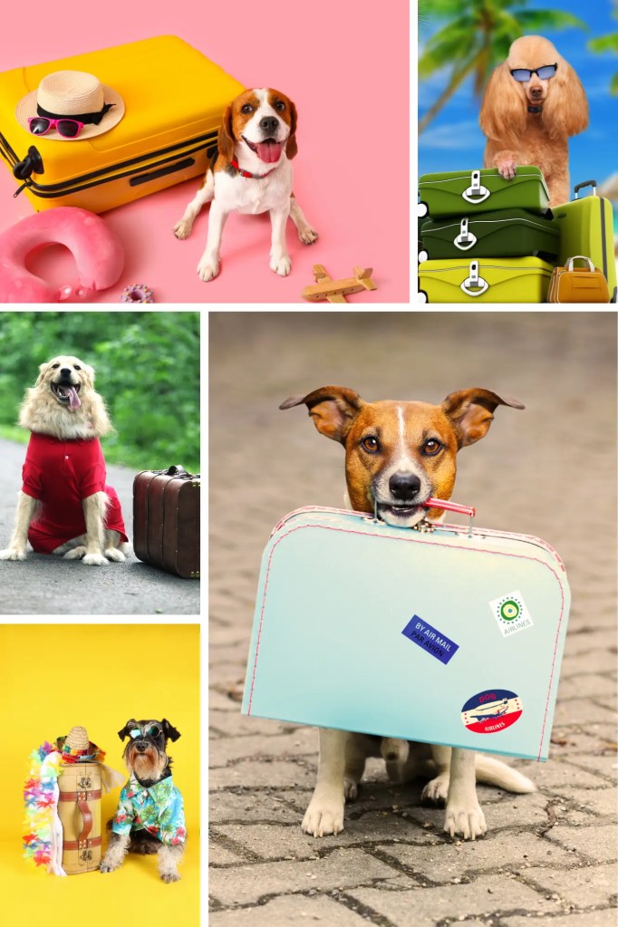 Can I Immigrate with My Dog Flying, Visas, and Countries That Don’t Allow Pets. travel with my dog. traveling with my dog. visa for dogs. immigrating with my dog.